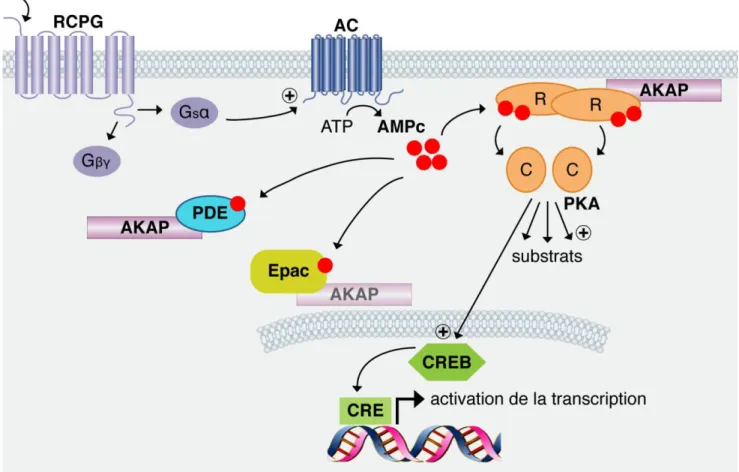Figure  21:  Aperçu  de  la  voie  de  signalisation  AMP  cyclique.  La  stimulation  de  la  protéine  G s α  active  l’adénylate  cyclase  (AC)  qui  catalyse  la  conversion  d’ATP  en  AMPc
