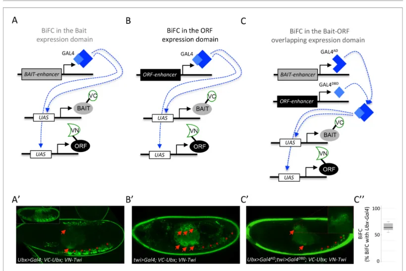 Figure 7. Coupling the multicolor BiFC library to the split-Gal4 system to visualize interactions in the overlapping expression domain of the two protein partners