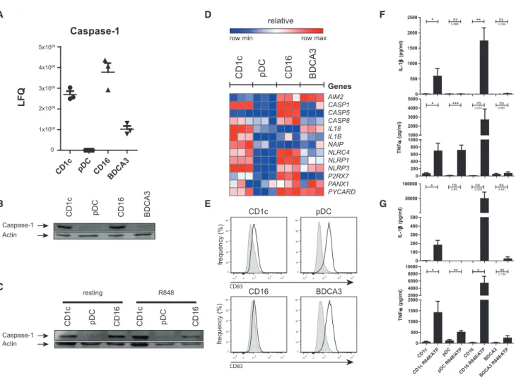 Figure 6. Absence of Caspase and Inflammasome Activity in pDCs
