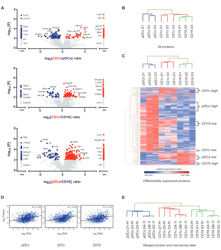 Figure 1. Comparison of Protein Expression between Three Main Blood DC-like Subsets and Integration with RNA Data