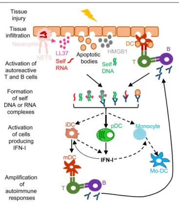 FIGURE 4 | A simplified model of the deleterious role of IFN-I in several autoimmune diseases