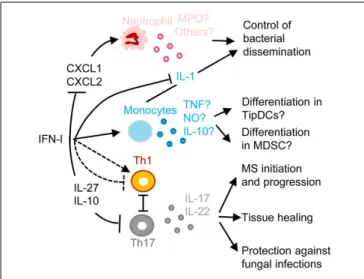 FIGURE 5 | A simplified model of the deleterious role of IFN-I in secondary pulmonary bacterial infections or in fungal infections and of their protective role in multiple sclerosis (MS)