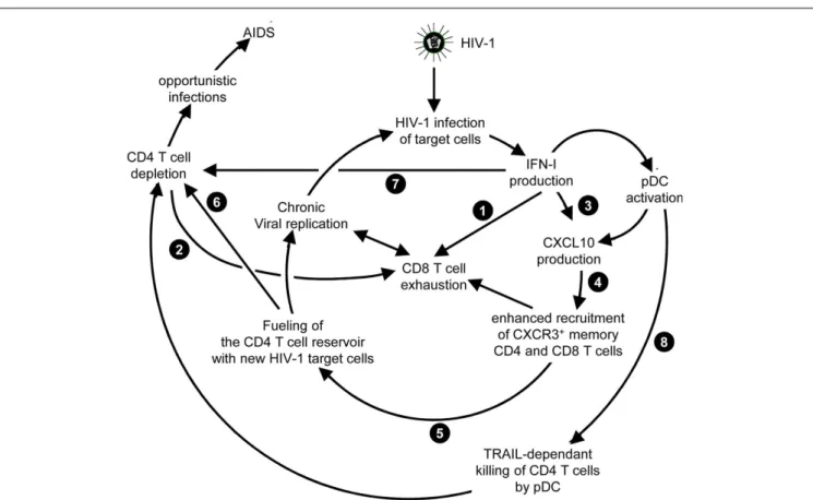 FIGURE 6 | Potential mechanisms through which chronic, low level IFN-I production might promote disease progression in HIV-1 infection