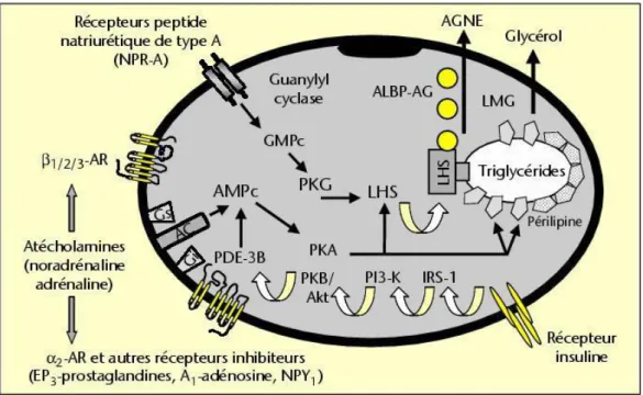 Figure 2 Contrôle de la lipolyse dans l‟adipocyte humain : récepteurs adrénergiques et autres récepteurs de la  membrane plasmique, systèmes de transduction du signal et enzymes contrôlant la lipolyse