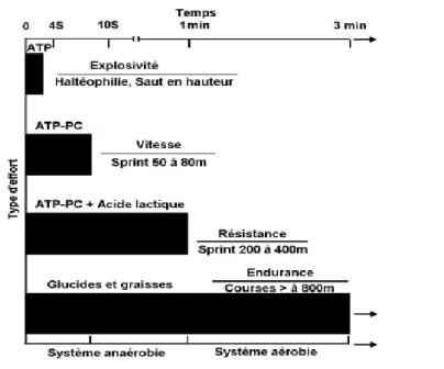 Figure 3 « Contribution des différents processus énergétiques en fonction du type d'effort »                                                Institut supérieur d‟éducation physique et de kinésithérapie  http://www.ulb.ac.be