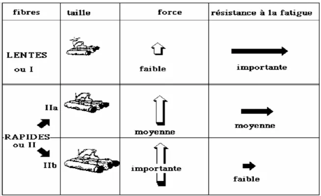 Figure 4 « les caractéristiques des fibres musculaires » les méthodes modernes de musculation, tome 1, Cometti  G,1989