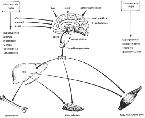 Figure 6 Fonctionnement de l'hormone de croissance. 