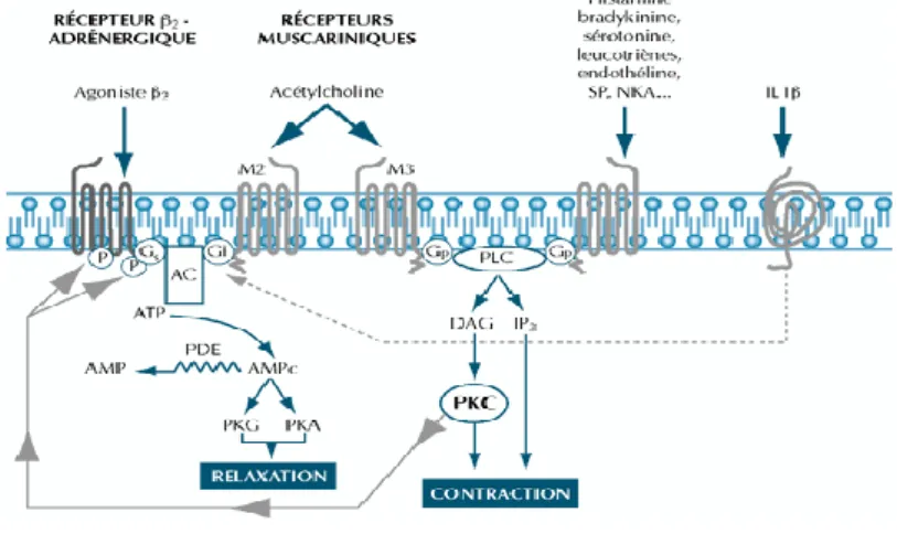 Figure 8 Principaux mécanismes moléculaires de la désensibilisation hétérologue des récepteurs  beta 2  adrénergiques.