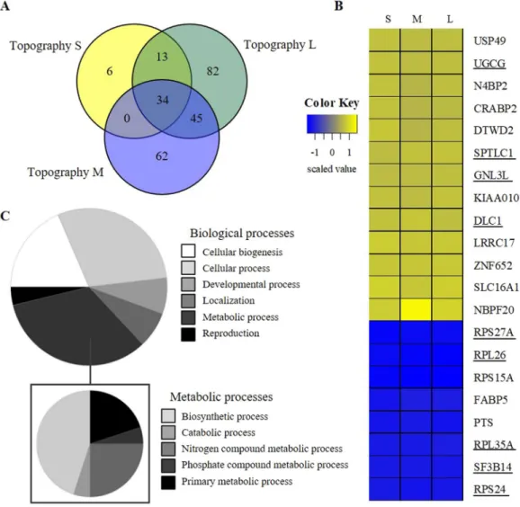 Figure 4.  Topography induced differences in gene expression profiles. Microarray analyses of hMSCs after  7 days on topographically enhanced (S, M, and L) substrates compared to flat (N = 3)