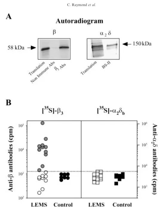 Figure 2A shows in vitro translated [ 35 S]methionine- S]methionine-labeled â 3 and á 2 ä b calcium channel subunits, two isoforms highly expressed in the brain and other neuronal tissues