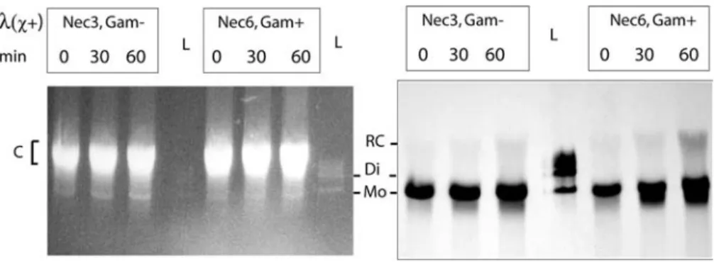 Figure S1 Nucleotide sequence alignment of oxa genes used as recombination substrates