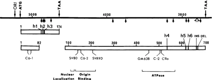 FIGURE  2  -  Location of the mutations identified  by  sequence analysis in  the  SV,  early region of pSVHB  1