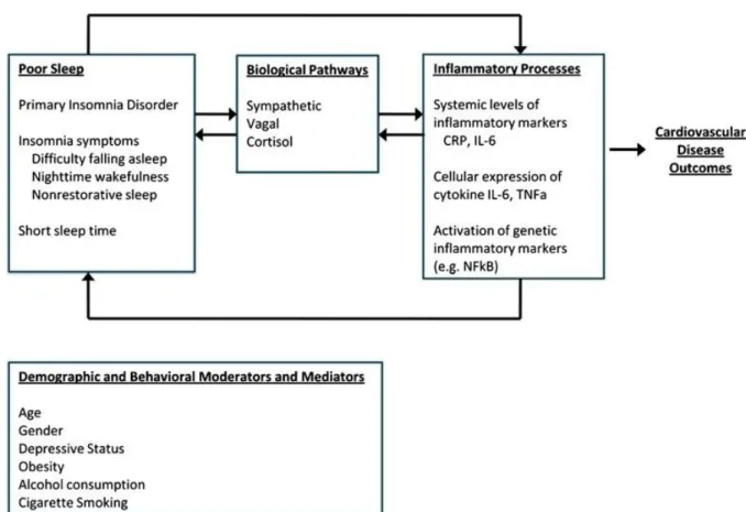 Figure 3: Sleep, inflammation, and cardiovascular disease outcomes (from reference 30   with  permission)  