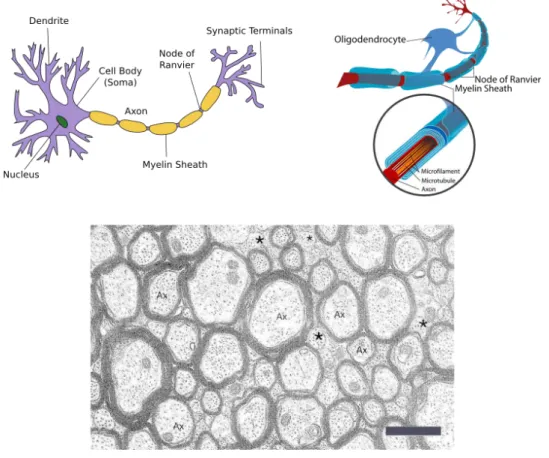 Figure 2.2: Top left: the neuron. Adapted from Wikipedia (Neuron). Top right: an oligodendrocyte creating myelin sheath to wrap the axon
