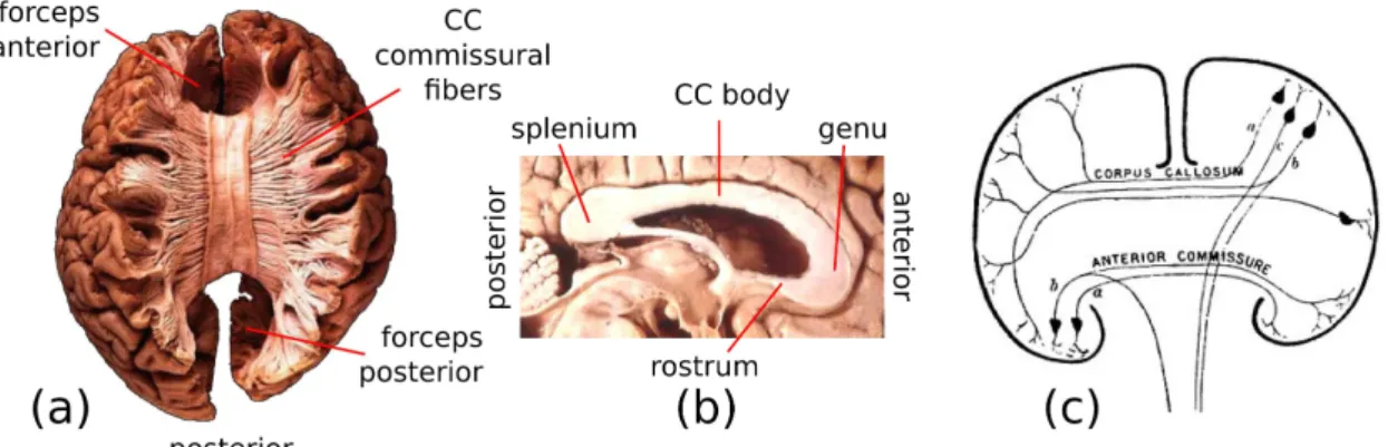 Figure 2.4: Commissural fibers. (a) top view of the Corpus Callosum (CC), adapted from [11]