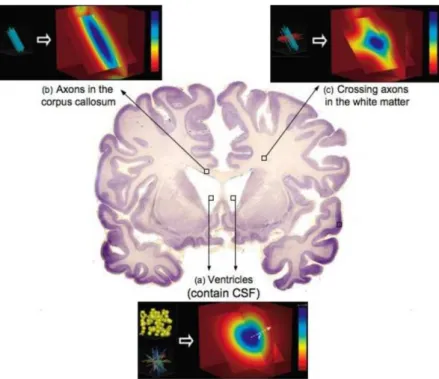 Figure 3.8: Microstructural complexities in the cerebral white matter due to the criss- criss-crossing of fibers at a resolution finer than that of dMRI