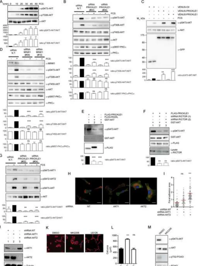 Figure 5 Click here to download Figure FIG 5.tif 