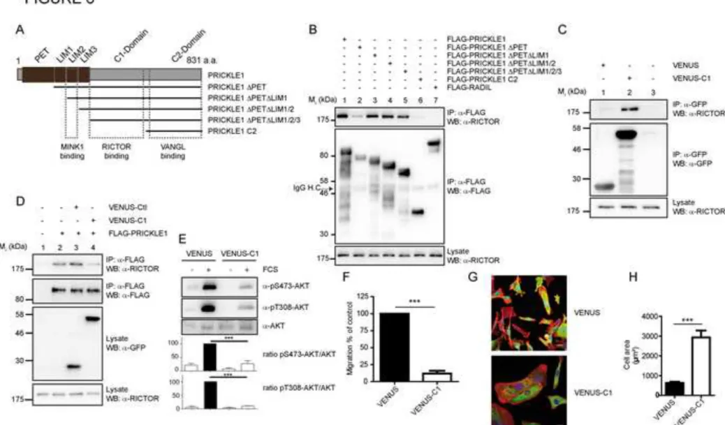 Figure 6 Click here to download Figure FIG 6.tif 