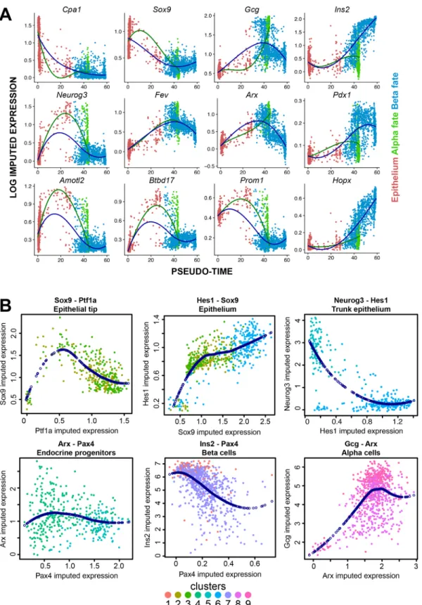Fig. 5. Pseudo-temporal expression patterns of key factors of pancreatic development and their interactions