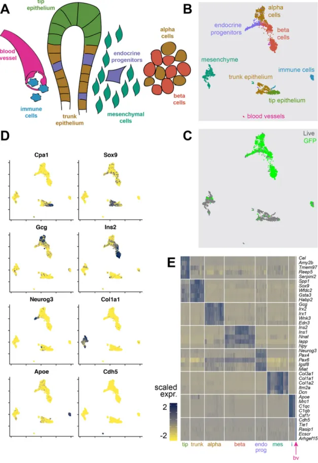 Fig. 1. Transcriptome data from embryonic pancreatic cells of multiple embryonic ages were merged into a comprehensive dataset