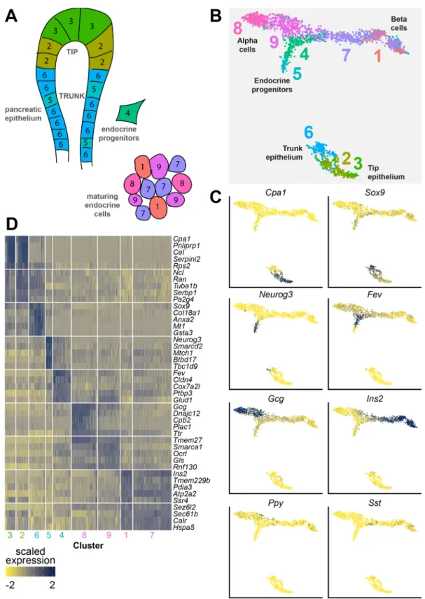 Fig. 2. Transcriptome data from embryonic pancreatic cells of multiple embryonic ages were merged into a subset of the complete dataset containing clusters that represent all cell types of endocrine and exocrine pancreatic cell development