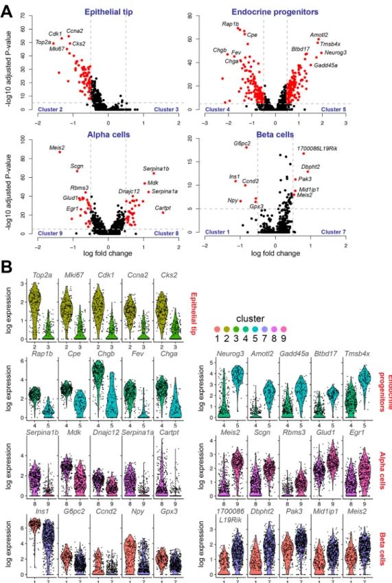 Fig. 3. Heterogeneity within specific cell types in the developing pancreas. (A) Differential expression was calculated for each cell type that consisted of more than one cluster, and plotted as a volcano plot (log fold change versus − log10 adjusted P-val