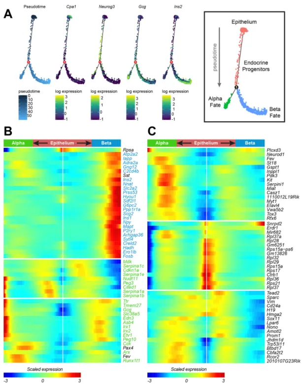 Fig. 4. Pseudotime ordering of embryonic pancreatic cells reveals novel genes with specific regulation patterns during endocrine differentiation.