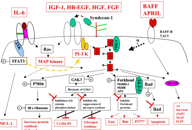 Figure 2: Growth factors and transduction pathways involved in myeloma cell survival and  proliferation 