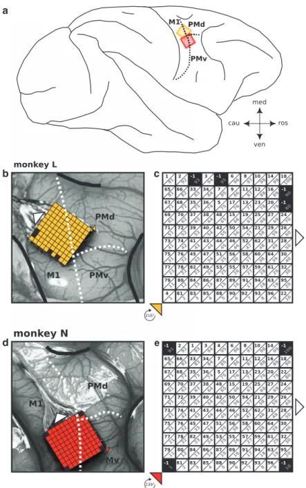 Figure 1. Implant locations of the Utah arrays. The ﬁgure displays the anatomical location of the Utah Array of both monkeys after implantation as well as the fabrication settings of each array provided by Blackrock