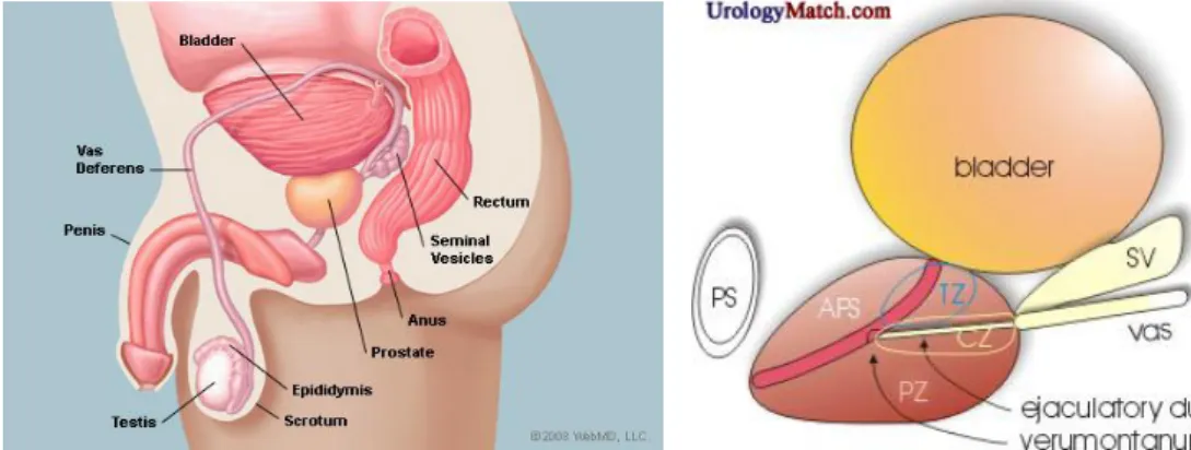 Fig 1.1: The structure of prostate gland and surrounding organs 