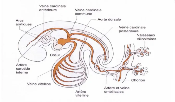 Figure 13 : Réseaux vasculaires embryonnaires (3). 