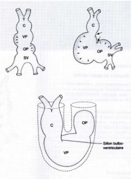 Figure 14 : Evolution du tube cardiaque primitif (3)  SV sinus veineux, OP oreillette primitive,  VP ventricule primitif, C bulbus cordis,  T truncus arteriosus