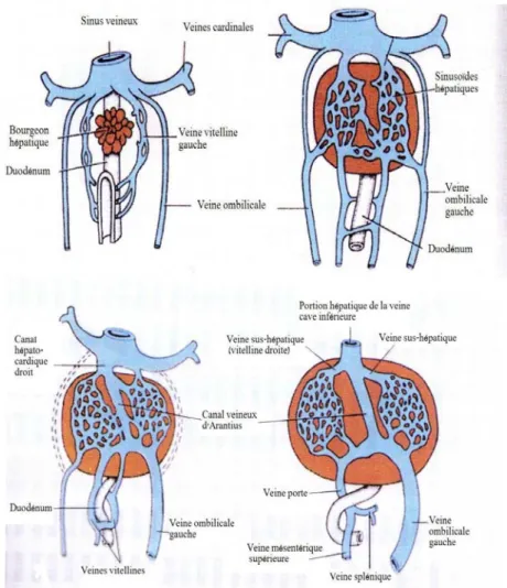 Figure 17 : Evolution des veines vitellines et ombilicales au 2 ème  mois (4). 