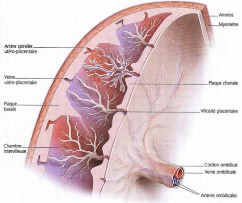 Figure 20 : Schéma du placenta constitué (2). 
