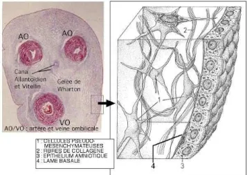 Figure 29 : Coupe transversale d’un cordon ombilical avec détails de la gelée de Wharton  (20)
