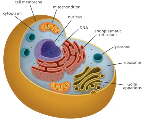 Figure 1.1: The structure of an animal cell. Retrieved from yourgenome: https://www.yourgenome.org/facts/what-is-a-cell