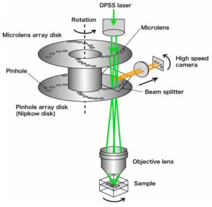Figure 1.5: Principle of the spinning disk confocal microscopy. Image adapted from [Lima 2006]