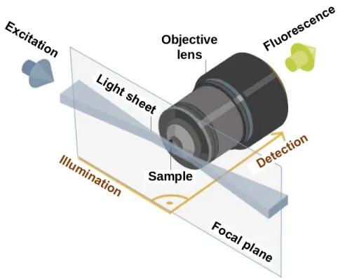 Figure 1.6: Principle of the light sheet fluorescence microscopy. Re- Re-trieved from ZEISS website: https://blogs.zeiss.com/microscopy/