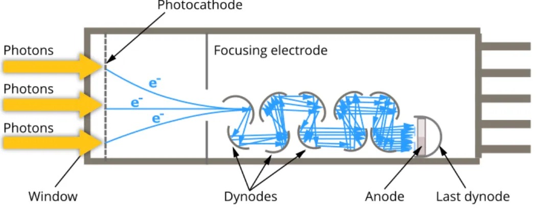 Figure 1.7: Schematic diagram of a photomultiplier tube. Re- Re-trieved from Myscope, Microscopy Australia website: https://myscope.