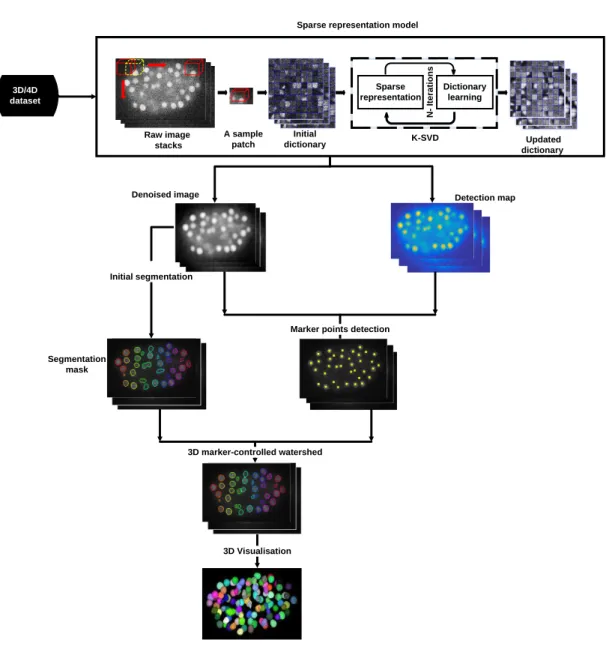 Figure 3.1: General representation of the proposed framework for de- de-noising and segmentation of cell nuclei in 3D time-lapse fluorescence microscopy images