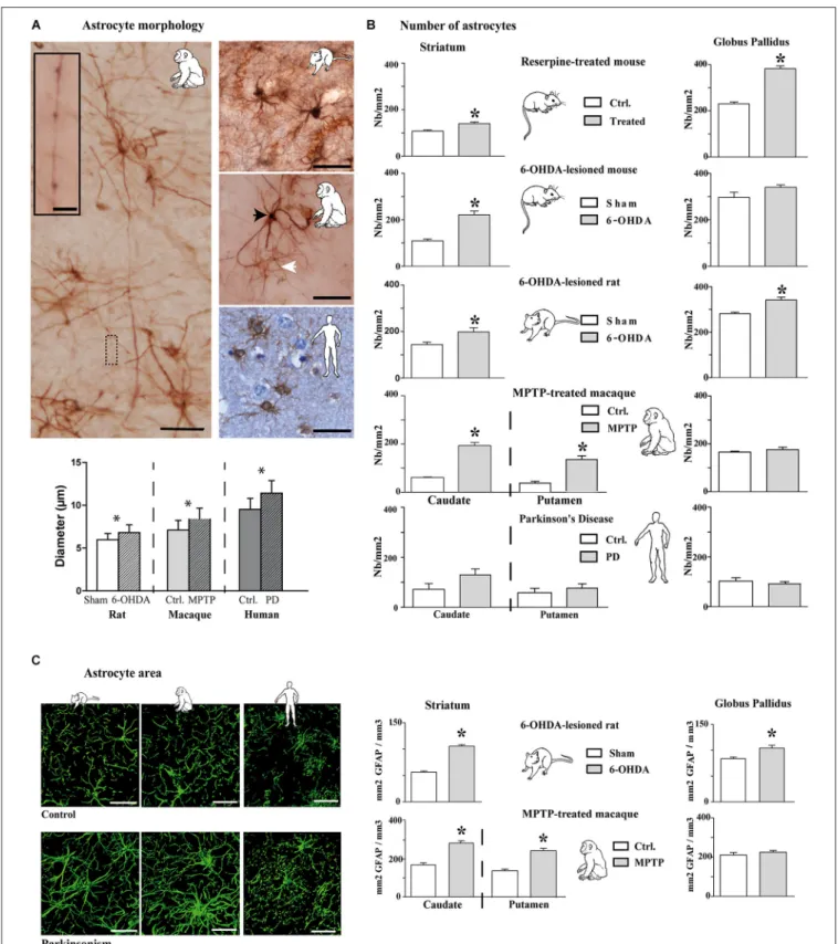FIGURE 2 | Morphological and quantitative analysis of astrocytic reaction to dopamine depletion in striatum and GP of animal models of PD and parkinsonian patients