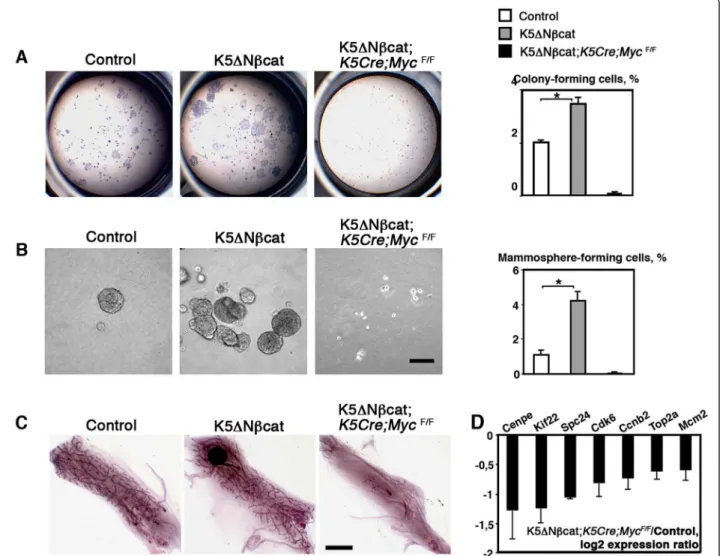 Figure 4 Myc is required for stem cell amplification induced by deregulated β-catenin signaling