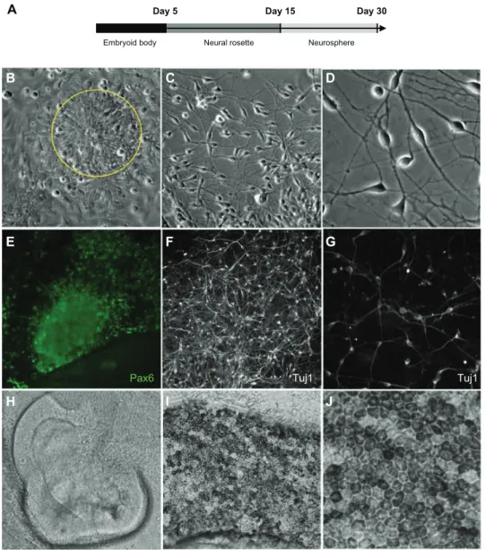 Figure 11 Neuronal differentiation of eP1-iPsc-like cell line generated by electroporation (A)
