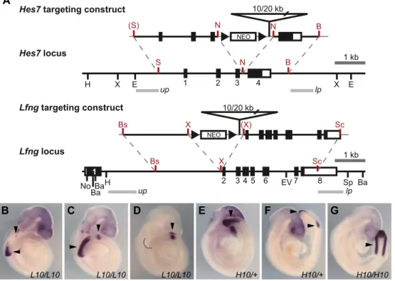 Fig. 1 – Generation of lengthened alleles of Hes7 and Lfng. (A) Targeting strategy to insert 10 or 20 kb of intronic DNA into the 3rd intron of Hes7 (top) or the 1st intron of Lfng (bottom)