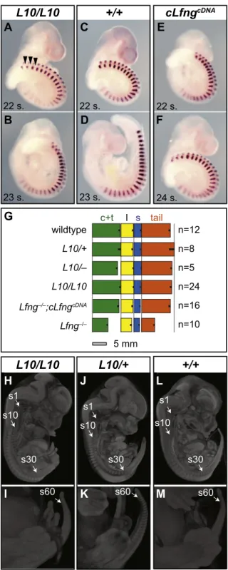 Fig. 4 – Wildtype-like segmentation after lengthening and shortening of Lfng. (A–F) Examples of embryos labelled with Uncx4.1 caudal somite marker for simple measurement of somite length