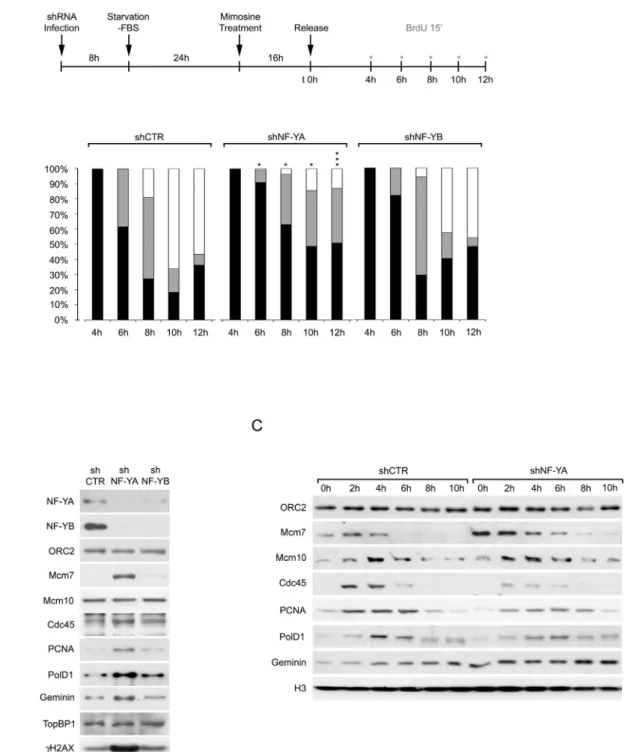 Fig. 2. NF-YA inactivation affects S-phase progression. (A) Upper panel: schematic representation of the experimental design for the analysis of BrdU-positive replication factories in HCT116 inactivated cells, released following Mimosine-induced G1/S arres