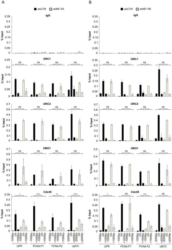 Fig. 3. Effects of NF-Y inactivation on chromatin binding of replication factors. qChIP analysis on chromatin from shNF-YA (A) and shNF-YB (B) HCT116 compared to shCTR cells