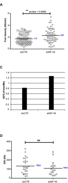 Fig. 4. DNA Combing analysis on shCTR and shNF-YA HCT116 cells. (A) Fork Velocity, (B) Fork Asymmetry: values were calculated as [(Long / Short tract) − 1] × 100, (C) Left panel: Global Instant Fork Density (GIFD)