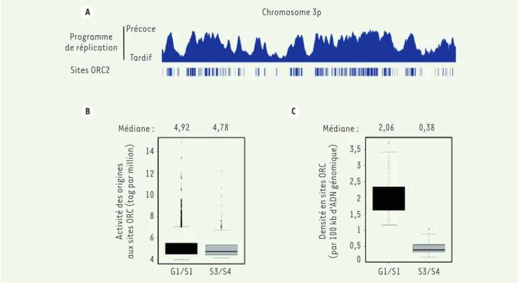 Figure 2. Corrélation entre la distribution des sites ORC2 et des sites d’initiation de la réplication avec le programme temporel de réplication