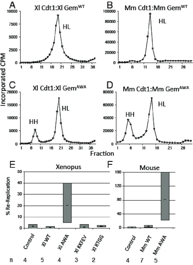 Figure 4. Geminin AWA  does not inhibit re-replication.  Replication extracts made from  Xenopus eggs were depleted of both Geminin and Cdt1 using specific antibodies, then  supplemented with recombinant Geminin:Cdt1 complexes